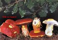 Rubroboletus dupainii-amf301-1